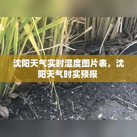 沈阳天气实时湿度图片表,沈阳天气时实预报