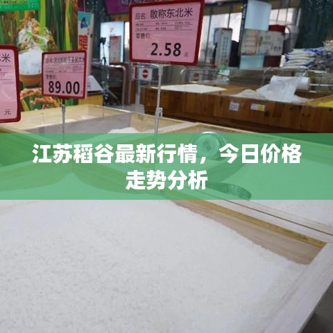 江苏稻谷最新行情,今日价格走势分析