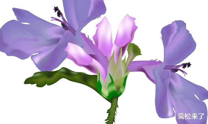 单机版紫罗兰跟i志愿官方下载,权威评估解析&视频版_v9.857